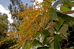 Sterculia urens